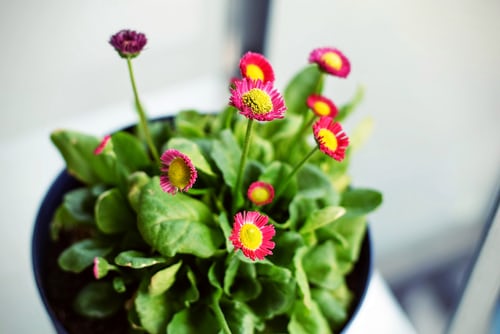 Homeoffice Natur im Raum Pflanze Arbeitsplatz